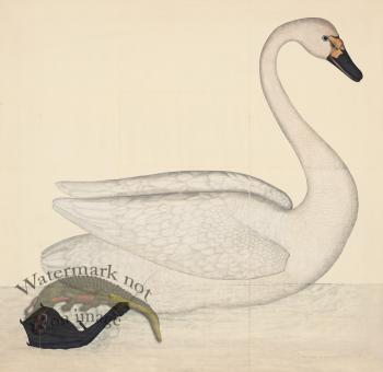 BEWICK'S SWAN . PL 1